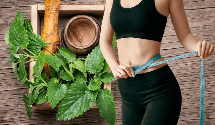 Lemon Balm for Weight Loss
