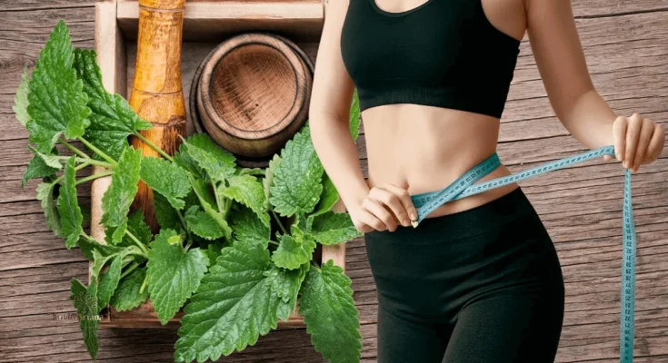 Lemon Balm for Weight Loss