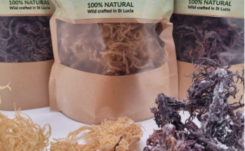 Types of Sea Moss